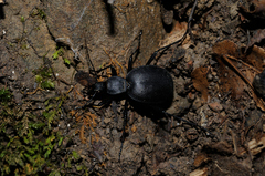 Cychrus italicus