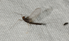 Leptophlebiidae