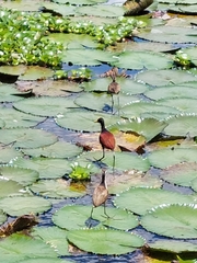Jacana spinosa