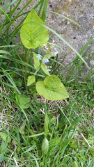 Brunnera sibirica