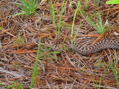 Crotalus pricei