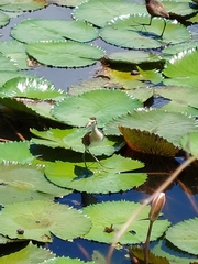 Jacana spinosa