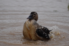 Sarkidiornis melanotos