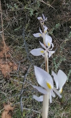 Moraea simulans
