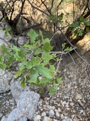 Quercus pungens