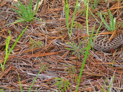 Crotalus pricei
