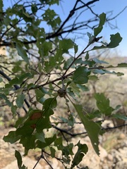 Quercus pungens