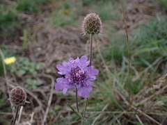 Scabiosa canescens