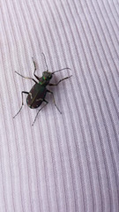Cicindela limbalis