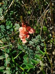 Indigofera capillaris