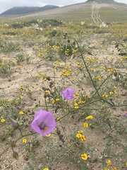 Cristaria