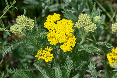Achillea filipendulina