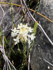 Lachnaea