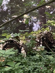 Bondarzewia berkeleyi