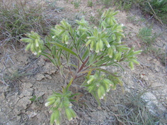 Onosma visianii