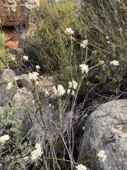 Lachnaea
