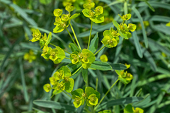 Euphorbia virgata