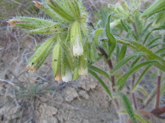 Onosma visianii
