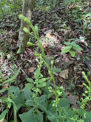 Solidago arguta