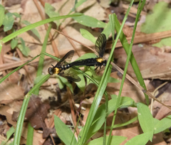 Chrysopilus thoracicus