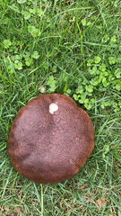 Leccinum scabrum