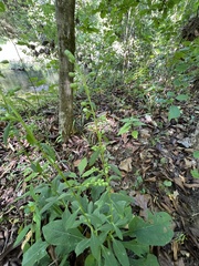 Solidago arguta