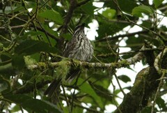 Myiodynastes maculatus