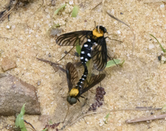 Chrysopilus thoracicus