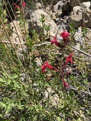 Salvia greggii