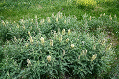 Sophora alopecuroides