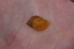 Nucella canaliculata