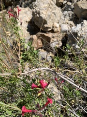 Salvia greggii