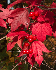 Viburnum opulus americanum