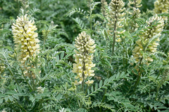 Sophora alopecuroides
