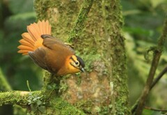 Philydor atricapillus