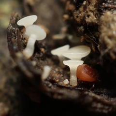 Hymenoscyphus calyculus