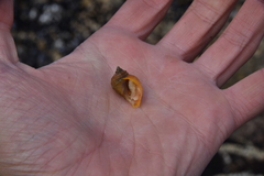 Nucella canaliculata