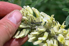 Callimorpha dominula