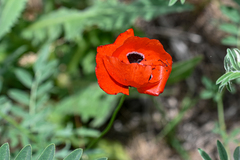 Papaver rhoeas