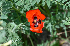 Papaver rhoeas
