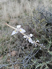 Moraea simulans