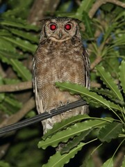Bubo cinerascens