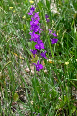 Consolida orientalis