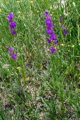 Consolida orientalis