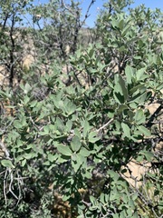 Quercus grisea
