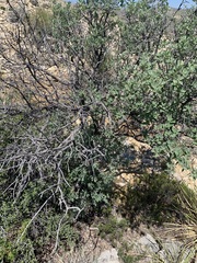 Quercus grisea