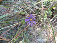 Symphyotrichum pratense