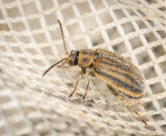 Ophraella communa