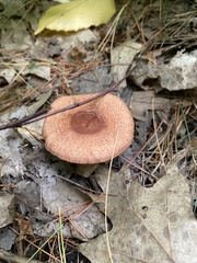 Lactarius peckii