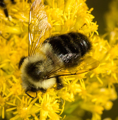 Bombus impatiens